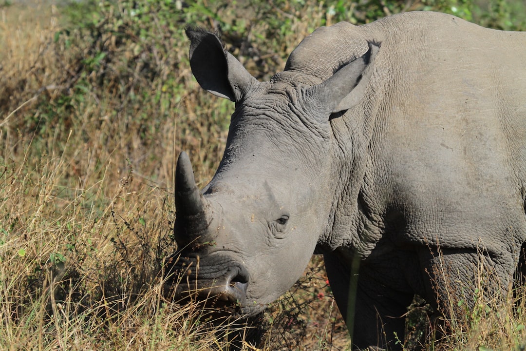grey rhino - identifying risk grey rhino - identifying risk