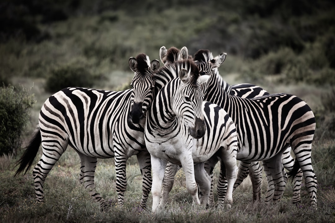 zebra - groups zebras