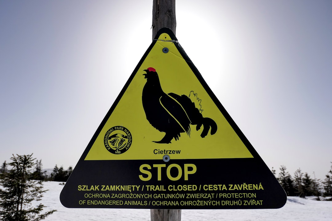 cornucopias - authorities consider cornucopias - authorities consider