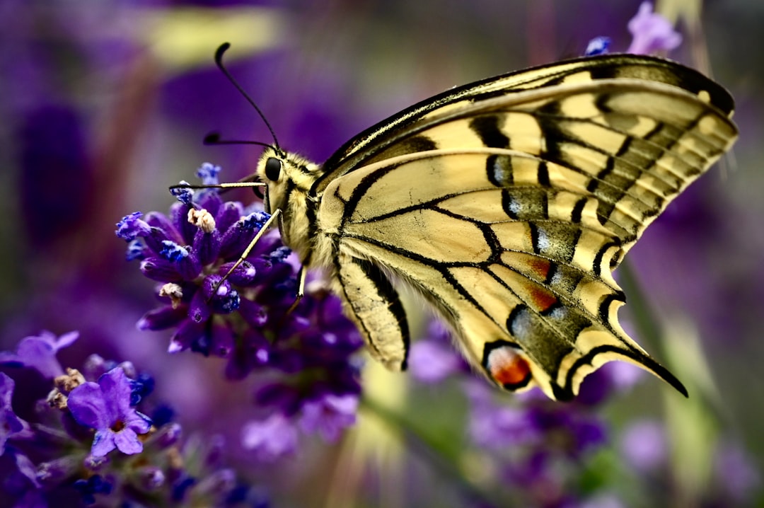 golden butterfly - Golden Butterfly: Estratégia Avançada de Opções para Investidores Cripto