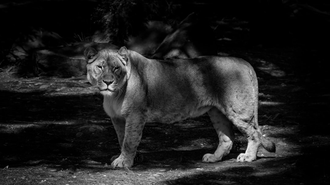 pumas token - essential follow