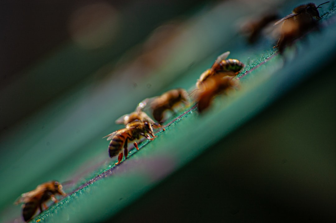 bee network - separation responsibilities