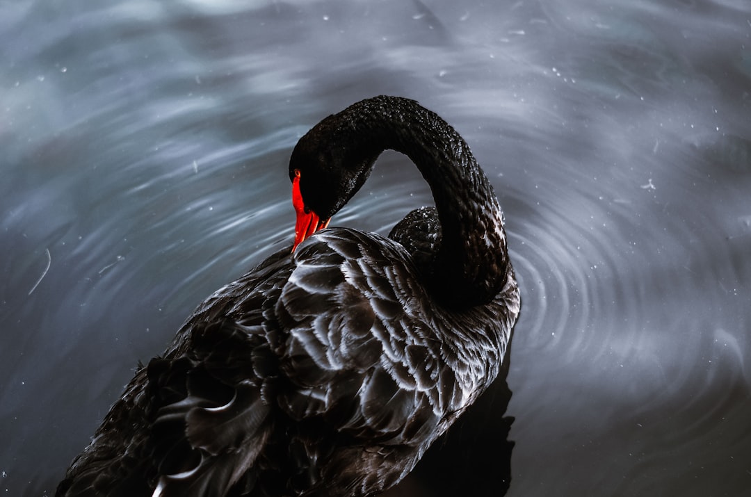 black swan - Black Swan no Mercado Cripto: Como Identificar, Se Proteger e Aproveitar Oportunidades