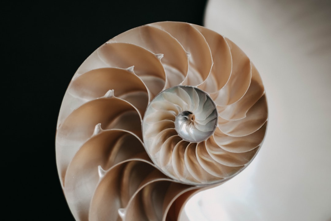 O que é a retração de Fibonacci - breaking price