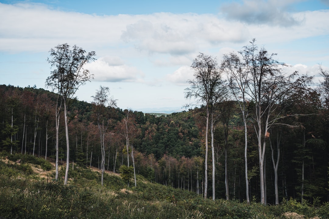 Financiar projetos ambientais com transparência - imagine reforestation