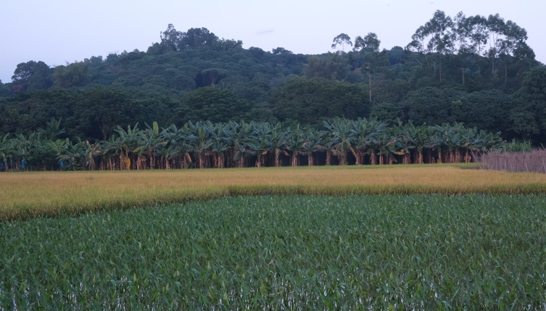 Yield farming para iniciantes - there several