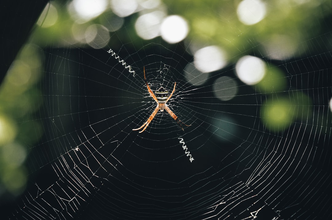 Competências necessárias para Web3 - distributed ledger