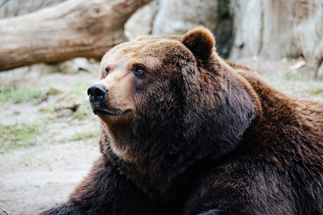 Como lucrar em um bear market - risk even