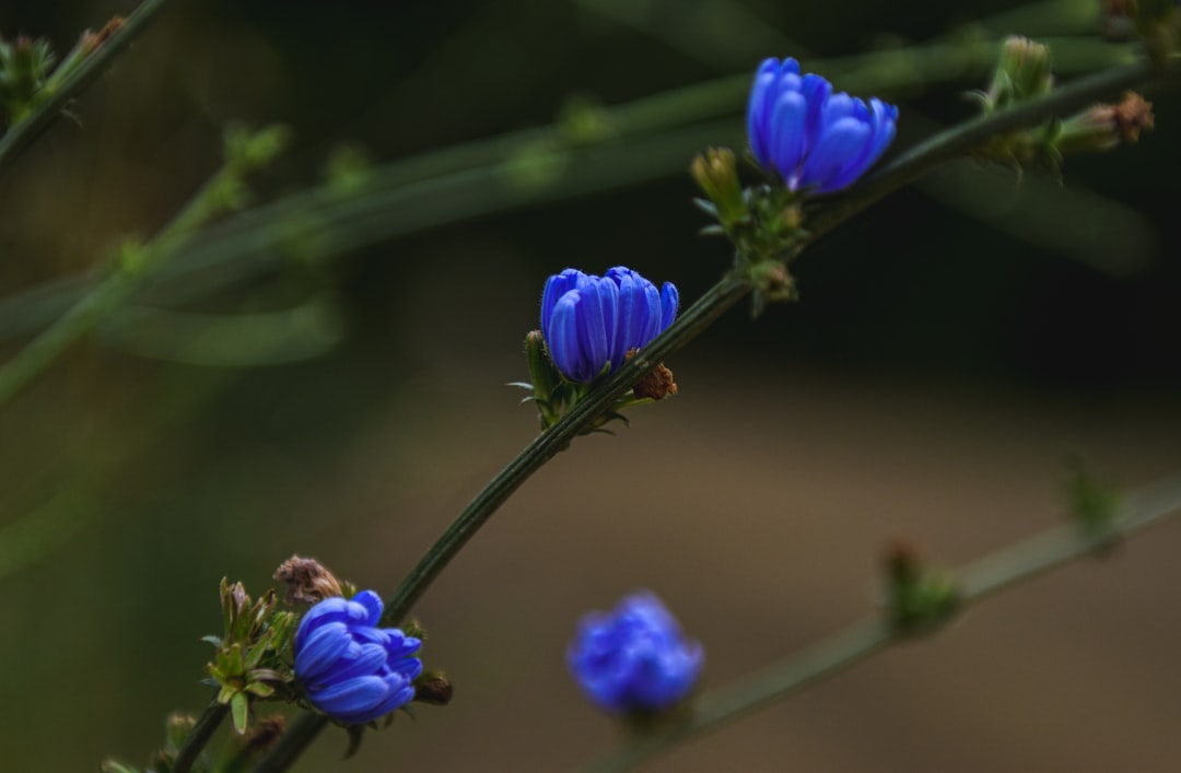 BlueWallet é segura? - seed phrase