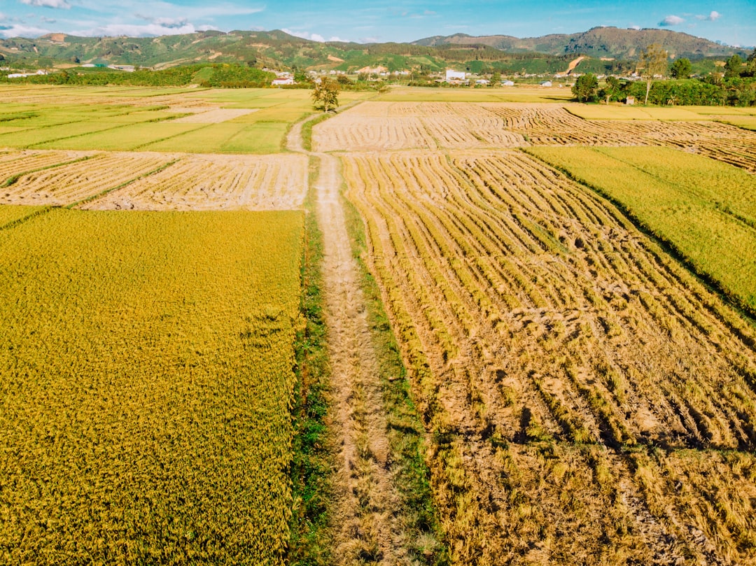 Yield farming para iniciantes - quot better